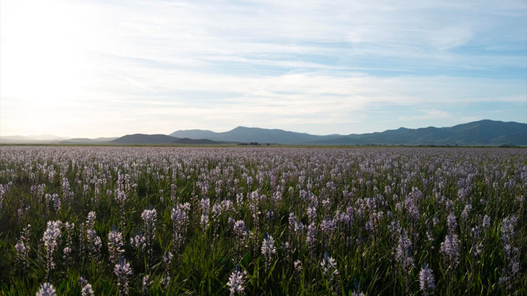 A Fairfield in Idaho per Camas Lily Days il primo weekend di giugno